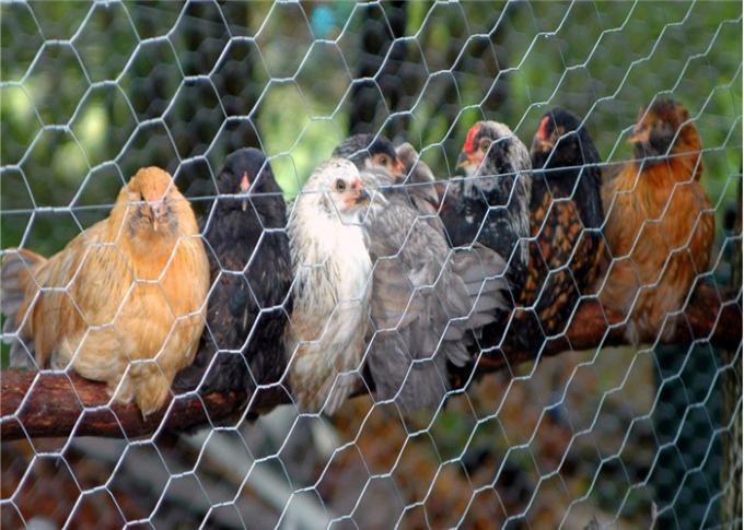 Metallic Chicken Wire Netting , Hot - Dip Galvanized 3/4'' Wire Mesh Fencing 0