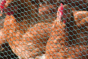 Malla Gallinero Chicken Wire Netting , hex wire mesh for Bantam / Peacock / Pig / Pheasant 1