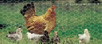 Galvanized Poultry Netting 2 Inch Mesh For Chicken 0