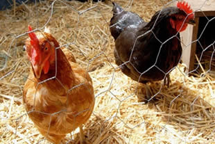 Economical Poultry Wire Mesh For Chicken / Bantam / Peacock / Pig / Pheasant. 0
