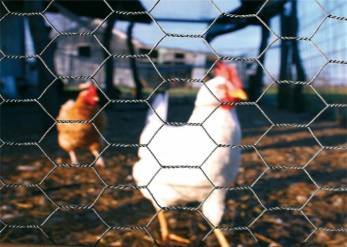 16mm Hole Electro Galvanized Chicken Wire Netting For Animal Housing 4