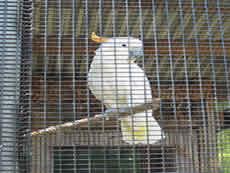 Rabbit / Bird Fencing Galvanised Welded Wire Mesh Panels 13 x 25mm BWG19 0